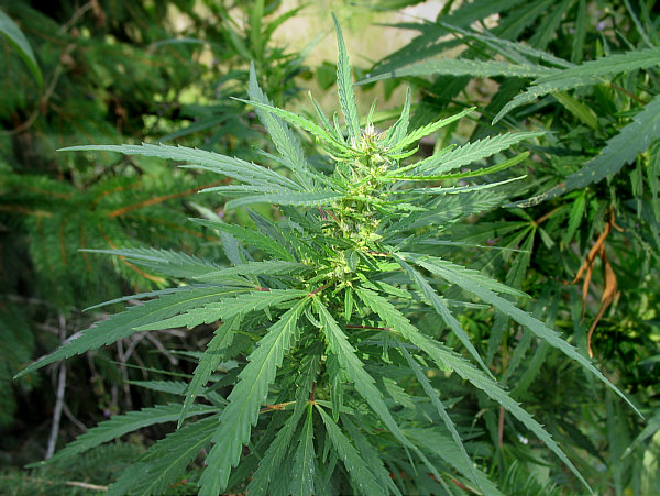 Diourbel / Trafic de drogue : 4 plants de chanvre indien découverts chez un conducteur de “Jakarta’’