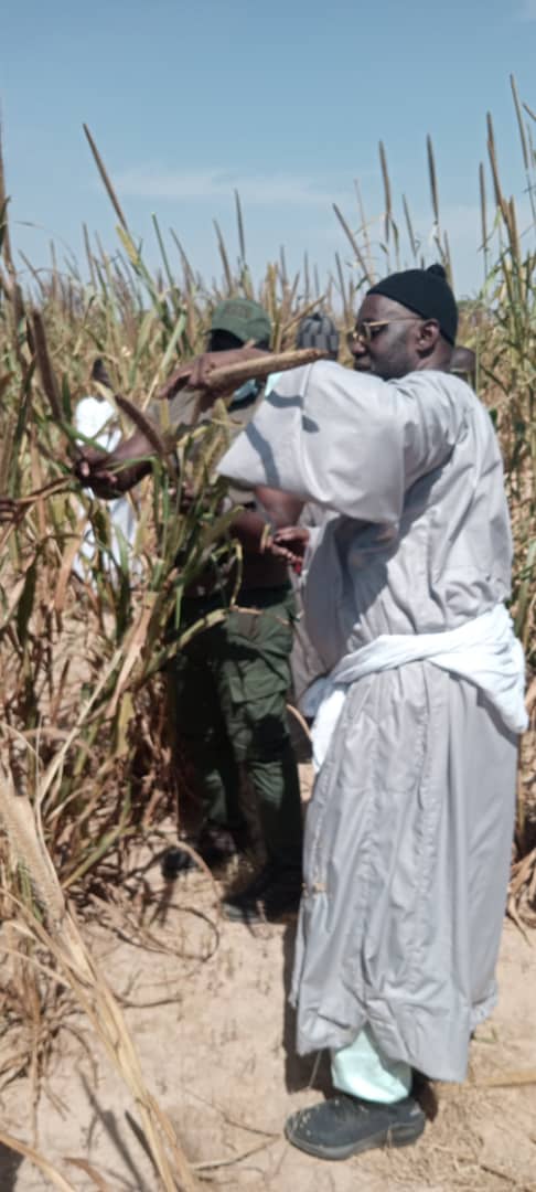 Récolte de Lagane 2021: Plus de 2000 personnes dont Samuel Sarr répondent à l'appel de Serigne Cheikh Saliou