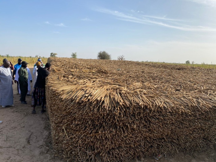  PHOTOS+VIDEO:  Travaux champêtres accomplis avec la satisfaction de Serigne Cheikh Saliou Mbacké