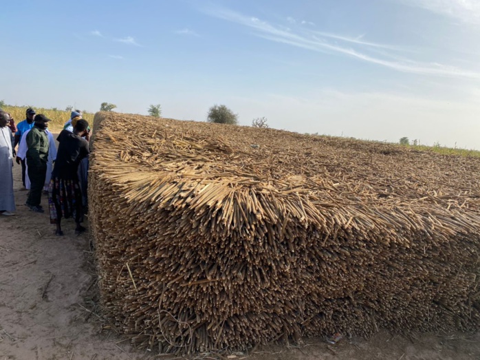  PHOTOS+VIDEO:  Travaux champêtres accomplis avec la satisfaction de Serigne Cheikh Saliou Mbacké