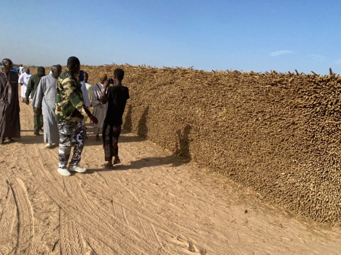  PHOTOS+VIDEO:  Travaux champêtres accomplis avec la satisfaction de Serigne Cheikh Saliou Mbacké