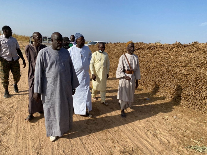  PHOTOS+VIDEO:  Travaux champêtres accomplis avec la satisfaction de Serigne Cheikh Saliou Mbacké