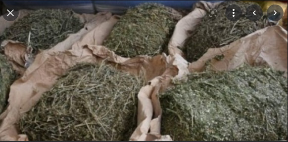 Parcelles Assainies: Un vigile arrêté avec 3 kg de chanvre indien