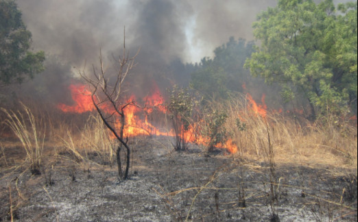 Des milliers d’ha dévastés par les feux de brousse en 2020-21 : 45 milliards pour éteindre l’incendie