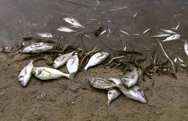 Cap-Skirring: Quand de mystérieuses vagues de poissons morts atterrissent sur la plage…