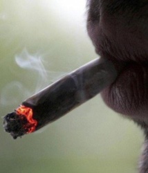Un footballeur bissau-guinéen condamné à 10 ans de travaux forcés pour détention de cannabis