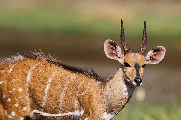 Criminalité faunique à la frontière sénégalo-gambienne: Une antilope découverte et saisie dans un carton à Keur Ayib