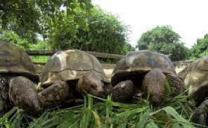 Joal-Fadiouth / Protection des tortues: Lancement des premières journées sur fond de sensibilisation des populations