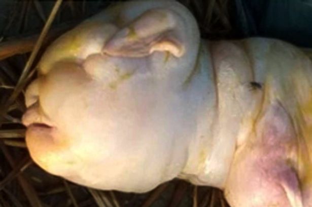 Surprenante découverte: Une chèvre donne naissance à un bébé «avec le visage d’un humain»