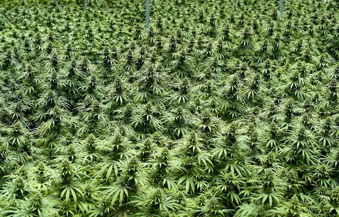 Lutte contre le trafic de stupéfiants à Bignona: L’armée détruit six vastes champs de cannabis et arrête un suspect
