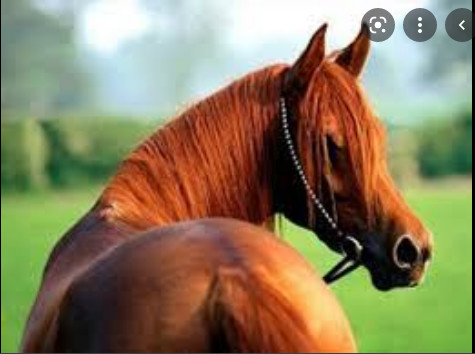 Drame à Diourbel: Un voleur de cheval lynché