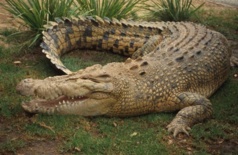 Factick : Les sapeurs pompiers mettent un crocodile hors d’état de nuire à Ndiaye Ndiaye Wolof