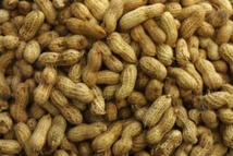 Dernière minute : L’Etat du Sénégal et les huiliers trouvent enfin un terrain d’entente pour la commercialisation de l'arachide