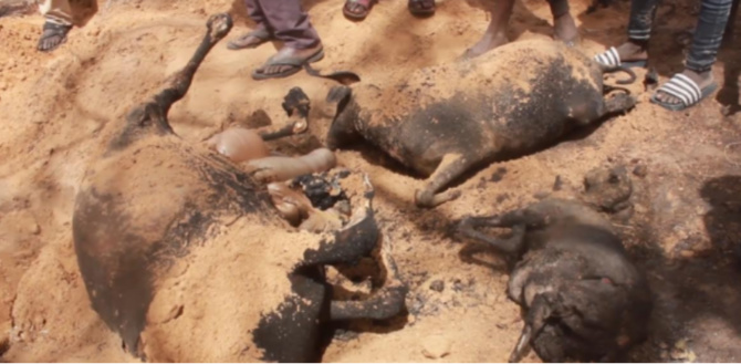 Diourbel / Un incendie ravage le village de Nébé: Des maisons, des animaux et des vivres, réduits en cendres