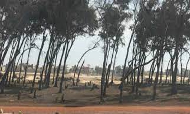 Guédiawaye, 300 agents municipaux crient au scandale : La Bande des filaos encore citée dans un conflit foncier