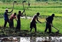 Casamance: Le Comité de pilotage du projet pôle de Développement économique installé