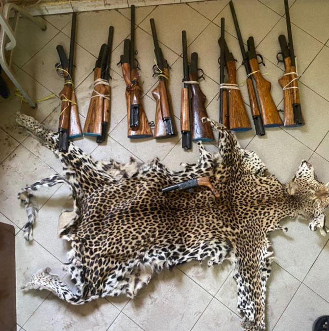 Criminalité faunique: 9 fusils de calibre 12 et une peau de léopard, saisis à Kolda