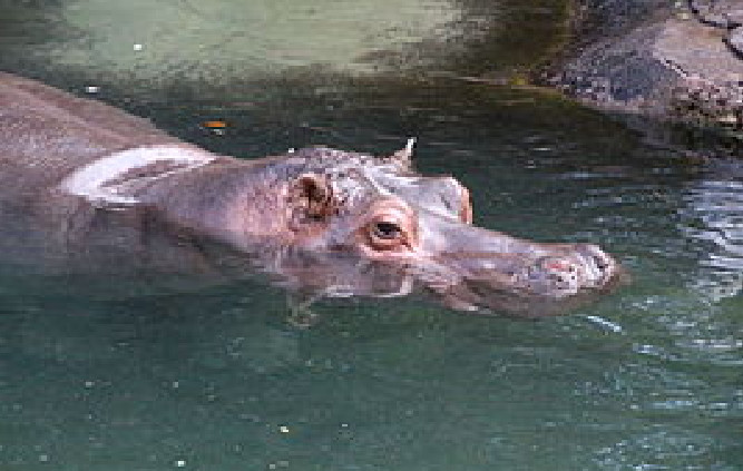 Curiosité des populations à Podor : Un hippopotame émerge des eaux du Doué
