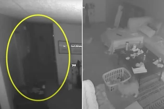 Filmé par une caméra de surveillance, un «fantôme» effraie des chats