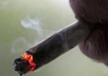 Pourquoi a-t-on si faim après avoir fumé un joint?