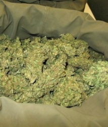Terminus de Yoff : La police met la main sur un dealer avec 12 Kg de chanvre