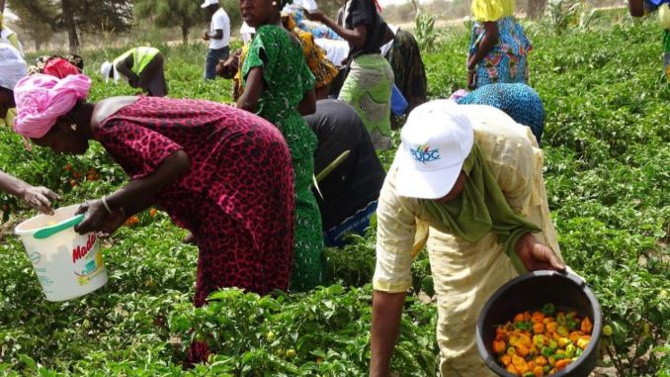 Investissement dans l’agriculture, la jeunesse, l’emploi… : Plus de 500 milliards du Fonds vert pour le Sénégal