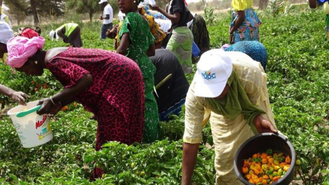 Investissement dans l’agriculture, la jeunesse, l’emploi… : Plus de 500 milliards du Fonds vert pour le Sénégal Investissement dans l’agriculture, la jeunesse, l’emploi… : Plus de 500 milliards du Fonds vert pour le Sénégal