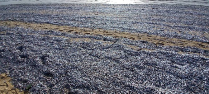 Pollution maritime à Gandiol: Une forte présence d’hydrocarbures et de détergents, détectée
