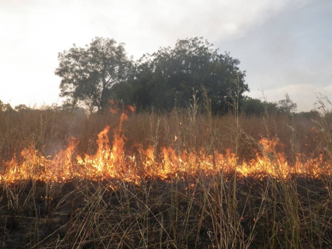 Podor : Trois morts dont une femme et son enfant dans un feu de brousse à Doumnga-Lao