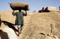 Audio - Le gouvernement débloque 19 milliards pour subventionner les semences d'arachides