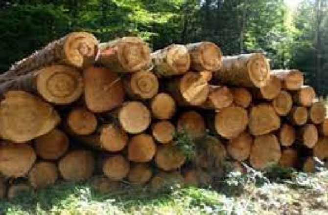 Gambie : l’exportation de bois suspendue, sur fond d’accusations de trafic