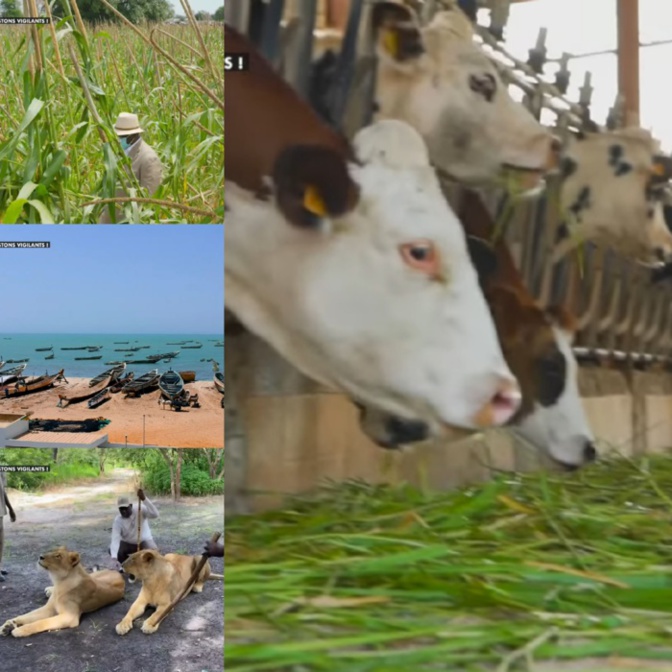 Pour booster l’agriculture et l’élevage à Kaolack: Plus de 180 milliards de Fcfa dégagés
