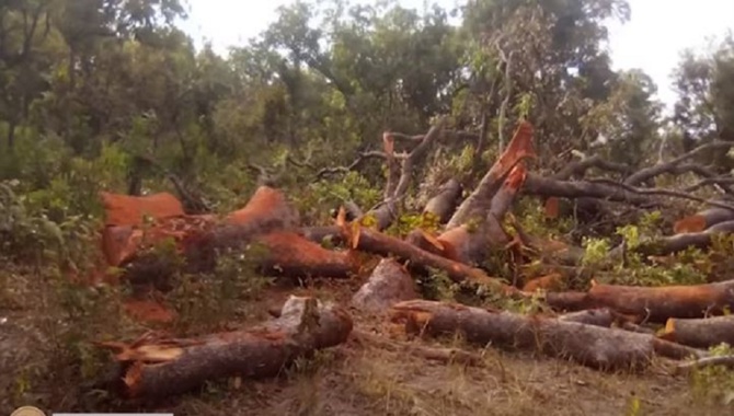 Opération Nord Bignona 2022 : Succès d’une riposte contre le trafic de bois et chanvre indien en Casamance