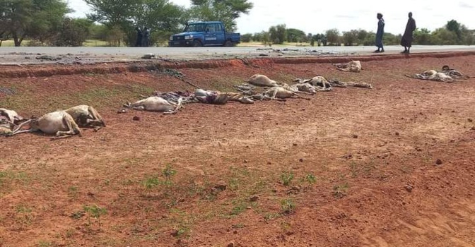 43 moutons tués dans un accident: le chauffeur condamné à 6 mois de prison ferme