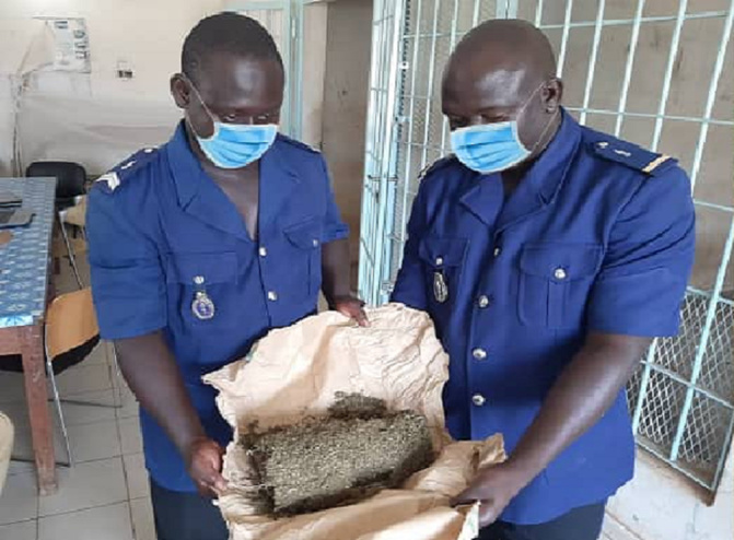 Trafic de drogue à Mbour et à Kédougou 190 kg de drogue saisis par la brigade de l a gendarmerie de Joal