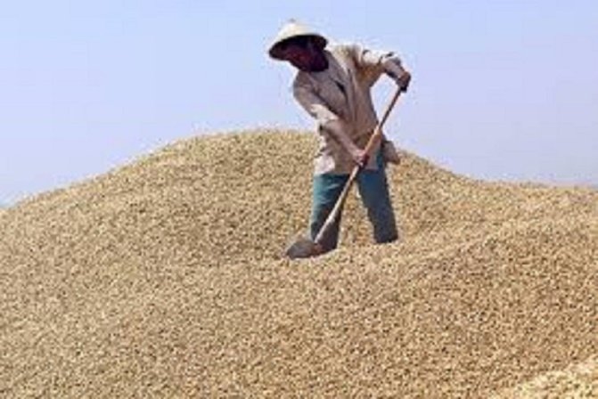 Collecte et appui aux cultivateurs : L’Etat invité à augmenter le prix d’achat de l’arachide