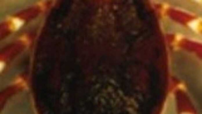 Crimée-Congo: Le Sénégal déclare un premier décès lié à la fiévre hémorragique