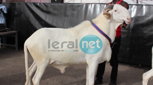 Photos : 9ème édition du Salon international de l'élevage "SALADAM" au CICES 