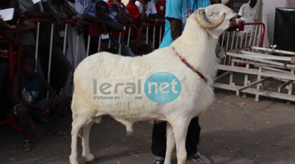 Photos : 9ème édition du Salon international de l'élevage "SALADAM" au CICES 