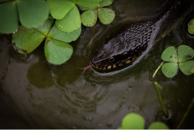 Inondations, menaces de reptiles… : Kounoune attend le Plan Orsec