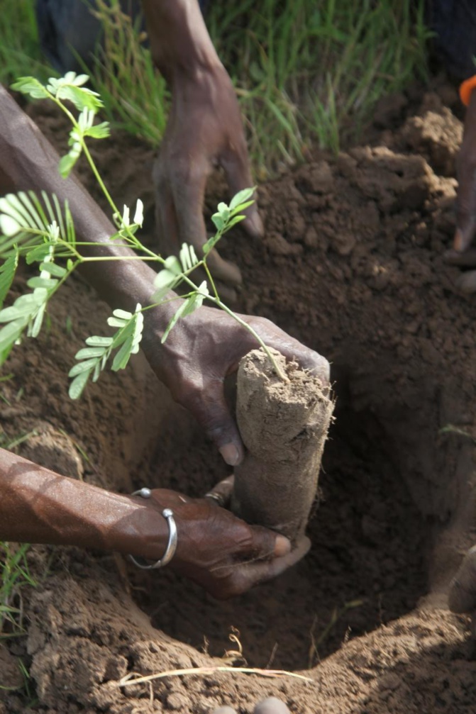 Reboisement: Diass réceptionne un millier de plants