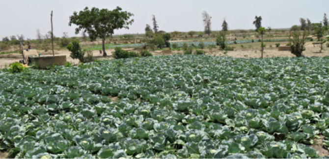 Diender:  L’agriculture biologique prend ses marques