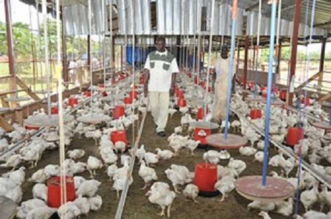 L’aviculture en pleine décadence : alerte  sur un secteur pourvoyeur de plus de 60 000 emplois
