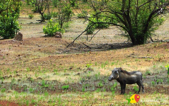 Parc de Niokolo Koba de Tambacounda : Le Maroc au chevet d’un patrimoine mondial en péril