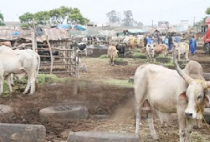Difficiles conditions de travail au parc à Sicap Mbao : Les jeunes éleveurs du Sénégal râlent et traînent le comité de gestion dans la boue…
