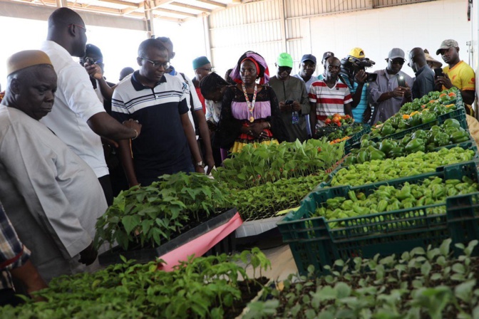Agriculture : Le nouveau coordonnateur du PRODAC veut des domaines agricoles plus aboutis