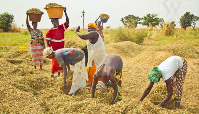 Développement de l’agriculture au Sénégal : Les pertes post-récoltes estimées à 40%, pourraient atteindre un taux de 70 à 80%