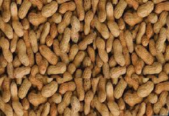 Campagne de commercialisation arachidière : À Kaffrine, «  Aar sunu mommel » refuse de vendre ses produits à 275 FCfa le kilo