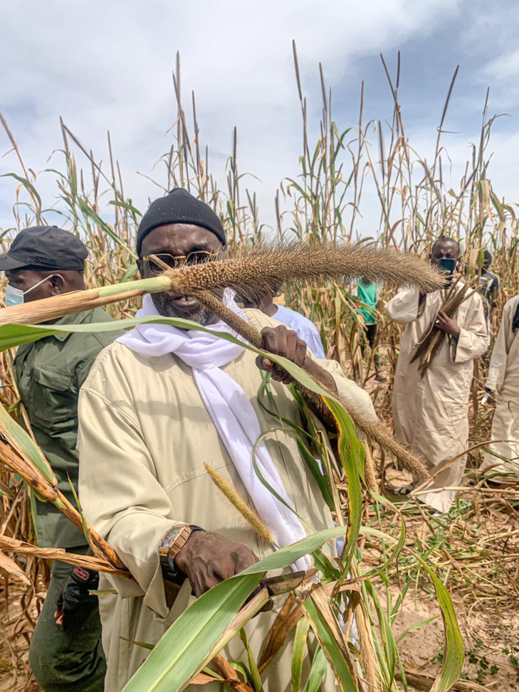 Récolte des champs de mil de Serigne Saliou à Lagane: Samuel Sarr marque sa présence (Photos) Récolte des champs de mil de Serigne Saliou à Lagane: Samuel Sarr marque sa présence (Photos)