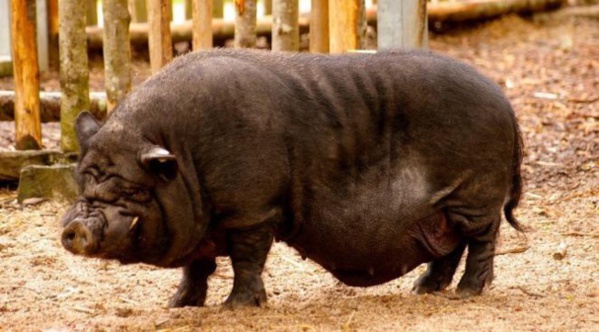 L'islam interdit la viande de porc car le cochon est saleté, grand cannibale et porteur de parasites mortels